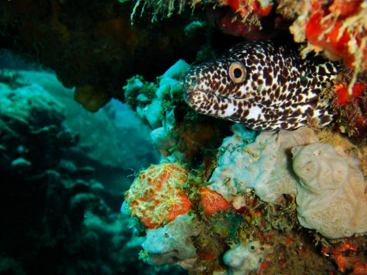 mpinta